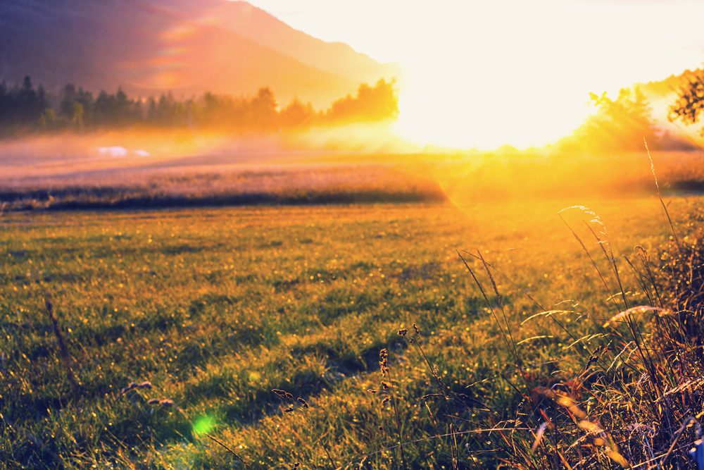 Grassland on sunset