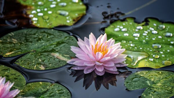 Peace and Harmony – United in Song